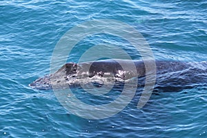 Young Humpback Whale Hervey Bay 3