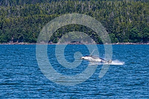 A young Humpback Whale horizontal out of the water in Auke Bay on the outskirts of Juneau, Alaska