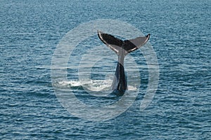 A young Humpback whale (Megaptera novaeangliae) waves its tail photo