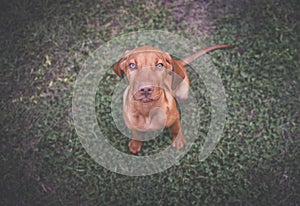 Young Hungarian Vizsla puppy sitting.