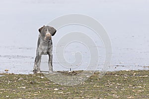 Young hunting dog running on water