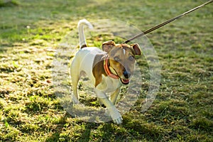 Young hunting dog walking on grass in Park on leash, front view