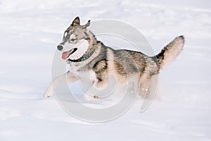 Young Husky Dog Play, Run Outdoor In Snow, Winter