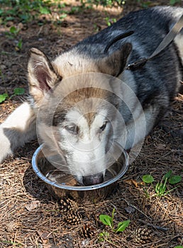 Young husky puppy out of water in a cup, Russia