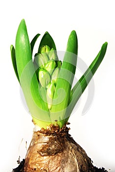 A young hyacinth