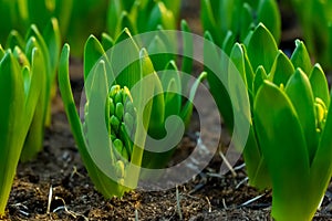 Young hyacinths sprouting from moist hoed soil. Close up