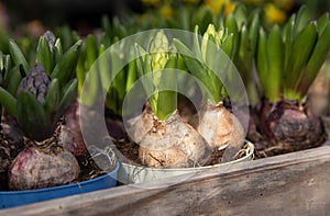 Young Hyacinthus orientalis bulbs in the ground in seedling trays at the greek garden shop - preparation for planting spring
