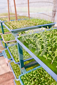 Young Hydroponics vegetable