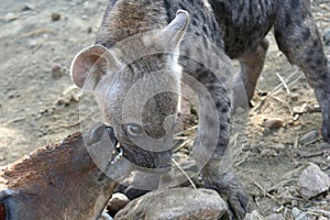 Young hyena