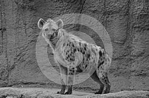 Young hyena