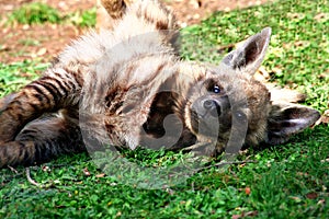 young Hyena Hyaena hyaena sultana