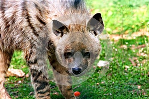young Hyena Hyaena hyaena sultana