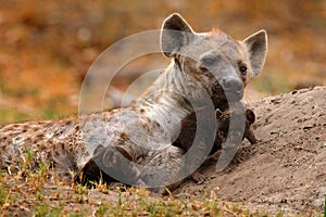 Young hyena pup, evening sunset light. Hyena, detail portrait. Spotted hyena, Crocuta crocuta, angry animal near the water hole,