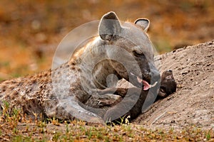 Young hyena pup, mother care. Hyena family, detail portrait. Spotted hyena babe, Crocuta crocuta, angry animal near the water hole photo
