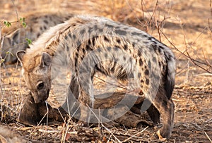 Young Hyena shewing on a buffalo hide