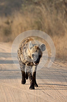 Young Hyena photo