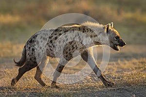 Young hyena walking in morning sun in Savuti in Botswana