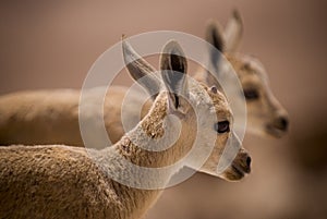 young ibex