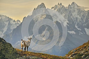 Young Ibex from French Alps