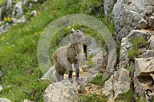Young ibex in the french moutains of vercors