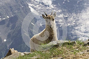 Young ibex in the mountains. French Alps.