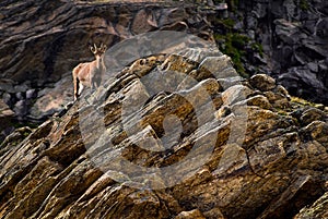 Young ibex on a rock in Gran Paradiso national park fauna wildlife, Italy Alps mountains