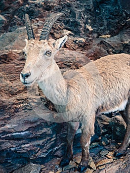 Young ibex with rocks in the background