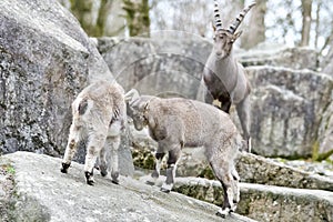 Young ibexes Capra Ibex fighting