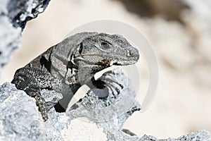 Young Iguana