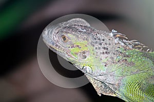 Young iguana