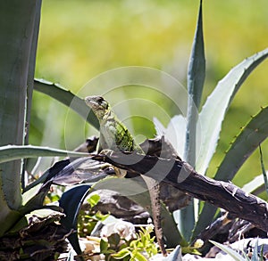 Young Iguana on an Agave Plant photo