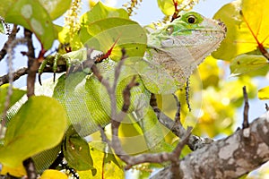 Young Iguana in a Sea Grape Tree