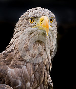 Young, immature bald eagle in close up facing camera