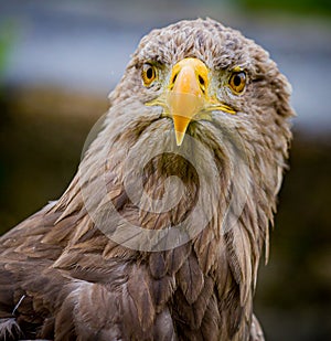 Young, immature bald eagle ilooking straight at camera in Germany