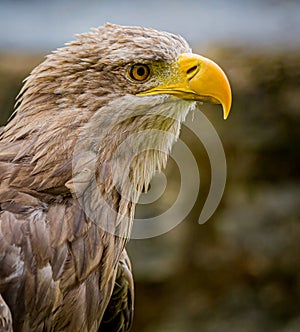 Young, immature bald eagle in right profile