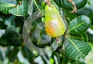 Young immature cashew nut