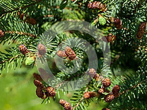 Young immature cones on a pine tree, spruce, forest growth