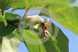 Young immature fruit of Cydonia oblonga