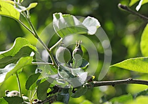 Young immature fruits of Apple on a branch