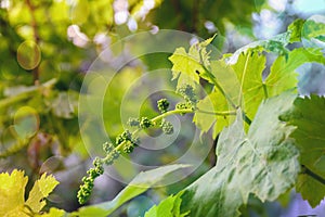 Young immature grapes, grape