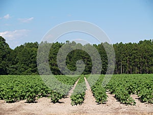 Young Immature Green Cotton Plants in a Field