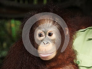 Young immature Orangutan with man