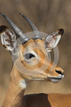 Young Impala