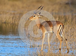 Young impala