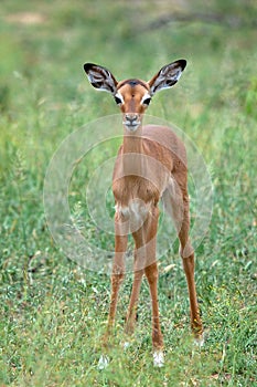 Young impala (Aepyceros melampus)