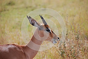 Young impala (Aepyceros melampus)