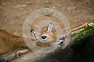 Young impala (Aepyceros melampus) being fed a carrot