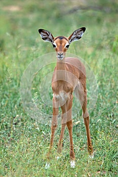 Young impala (Aepyceros melampus) photo