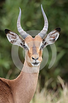 Young Impala Antelope