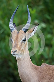 Young Impala Antelope Portrait